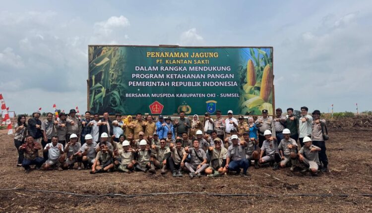Lokasi penanaman Jagung PT Kelantan Saksi, Kecamatan Pampangan, Kabupaten OKI.