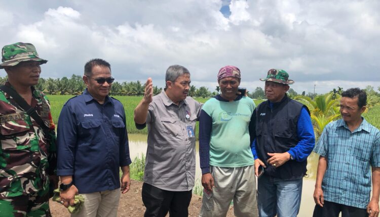 Prihasto Setyanto didampingi Pinwil Bulog Sumsel Babel saat meninjau salah satu sawah milik petani di Desa Karang Anyar, Kecamatan Sumber Marga Telang, Kabupaten Banyuasin, Sumatera Selatan pada, Selasa (11/03/2025). (Foto: Tia)