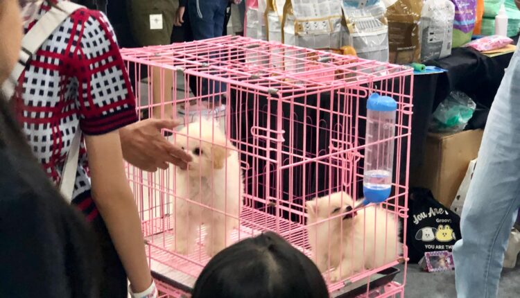 Kucing/Anjing hewan yang berpotensi menyebabkan rabies. (Foto: Tia)