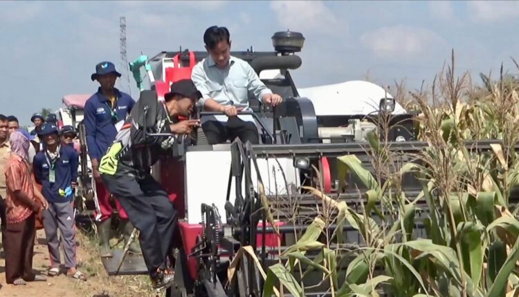 Wakil Presiden Republik Indonesia, Gibran Rakabuming Raka saat melakukan panen jagung di Desa Mulya Sari, Kecamatan Tanjung Lago, Kabupaten Banyuasin. (Foto: Tia)