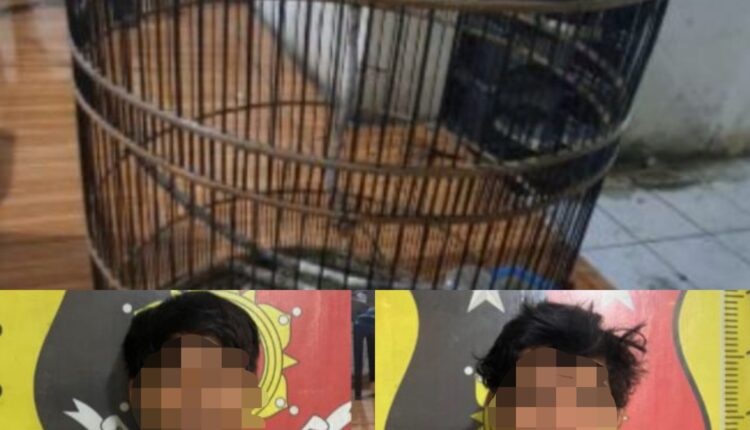 Kedua pelaku beserta barang bukti satu sangkar saat diamankan di Polsek Gunung Megang. (Foto: Dokumen Polisi)