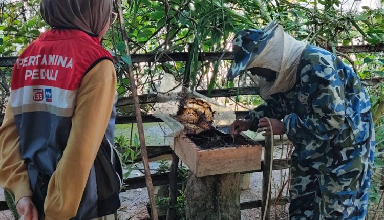 Budidaya Lebah Madu Trigona di Desa Tanjung Dalam.