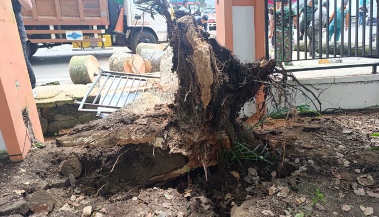 Pohon tumbang di sekitar kantor Camat Ilir Timur I Palembang.