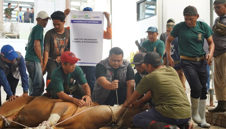 Melalui program "Pegadaian Peduli Pangan Sehat", PT Pegadaian Kanwil III Sumbagsel kembali menebar kebaikan di Hari Raya Idul Adha 1447 H. Dengan semangat gotong royong yang tinggi, seluruh panitia dan relawan bahu-membahu dalam proses penyembelihan hingga distribusi hewan kurban.