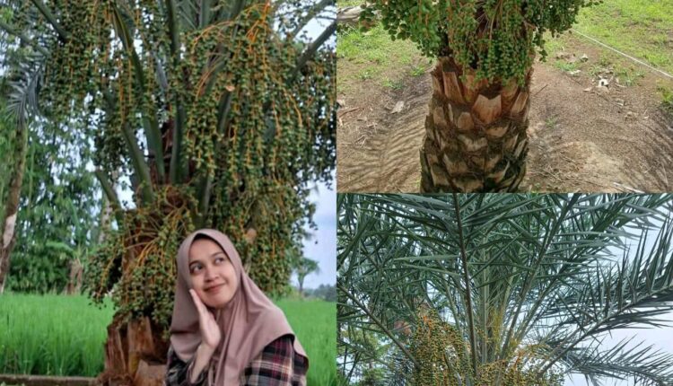 Penampakan pohon kurma yang viral di Kota Pagar Alam.