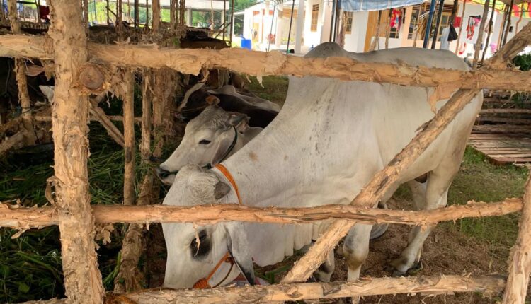 Sejumlah hewan kurban yang dijual pedagang. (Foto: Tia)