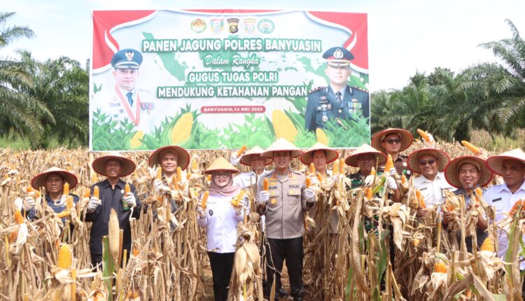 Kapolres Banyuasin AKBP Ruri Prastowo saat memanen jagung perdana program swasembada pangan.
