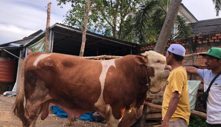'Blembo' sapi jenis simental milik Umar Alaydrus dengan bobot 1.010 kilogram atau 1,01 Ton yang dibeli Presiden Prabowo Subianto sebagai hewan kurban untuk masyarakat Palembang. (Foto: Tia)