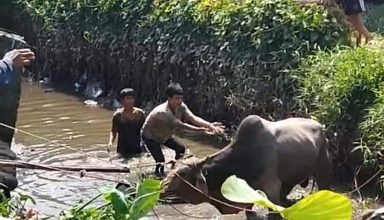 Warga berusaha mengevakuasi sapi Kurban.