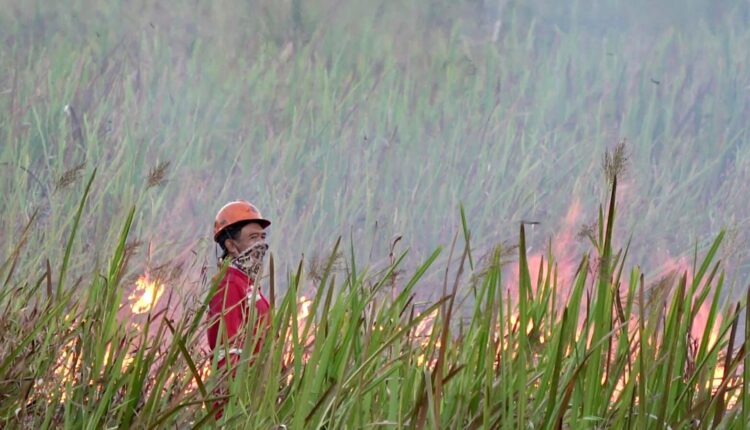 Kebakaran hutan dan lahan (karhutla) di KTM Rambutan, Ogan Ilir, Sumsel. (Foto: Tia)