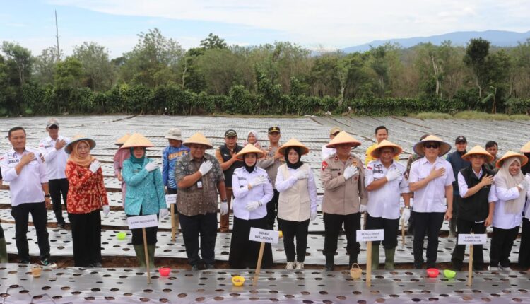 Penanaman serentak bawang merah oleh Pemerintah Kota Pagar Alam bersama Bank Indonesia Regional Sumsel.