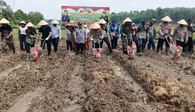Giat penanaman jagung serentak 1 Desa 1 Hektar Lahan di Desa Tambak Boyo, Kecamatan BMT, Kabupaten OKU Timur.