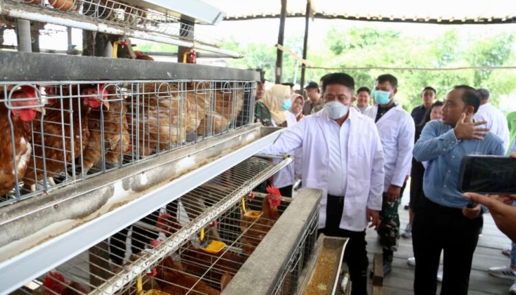 Gubernur Provinsi Sumatera Selatan (Sumsel), Herman Deru saat meninjau salah satu lokasi peternak ayam petelur di Kabupaten Banyuasin. (Foto: Pemprov Sumsel)