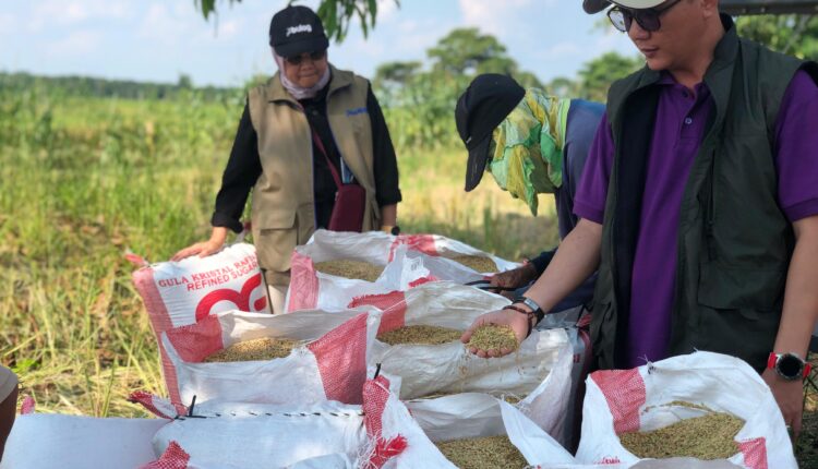 Pimpinan Perum Bulog Sumsel Babel, Mersi Windrayani saat meninjau langsung panen di Desa Sepang, Kecamatan Pampangan, OKI. (Foto: Tia)