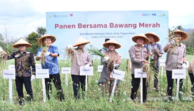 Panen raya bawang merah Pemkot Pagar Alam bersama Bank Indonesia perwakilan Sumsel.