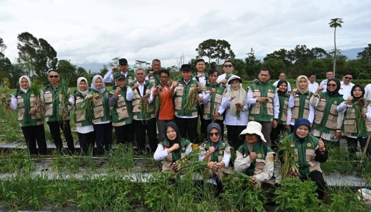 Walikota Pagar Alam beserta jajaran panen raya bawang merah varietas bima. 