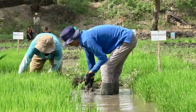 Petani sedang menanam benih padi. (Foto: Tia)