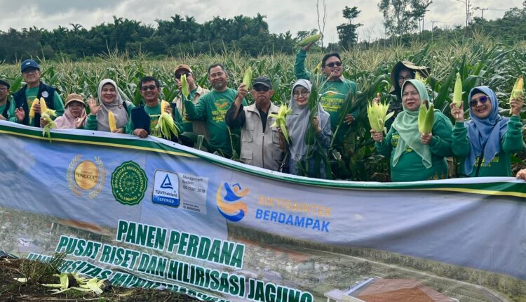 Panen perdana kebun jagung Universitas Muhammadiyah Palembang menandai penguatan riset terapan dan hilirisasi pertanian kampus.