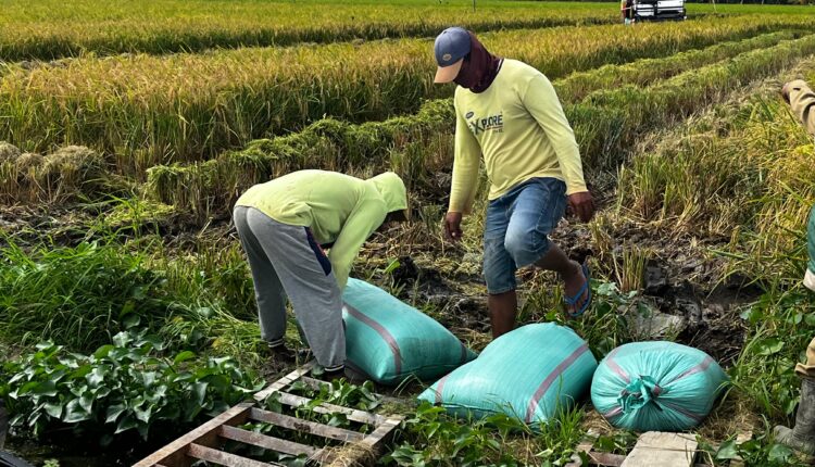 Petani di Desa Karang Makmur, Kecamatan Lalan, Musi Banyuasin saat panen. (Foto: Tia)