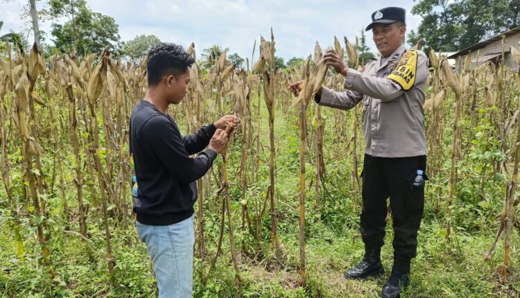 Personil Polsek Buay Madang Timur melaksanakan pengecekan tanaman jagung siap panen dalam rangka mendukung ketahanan pangan.
