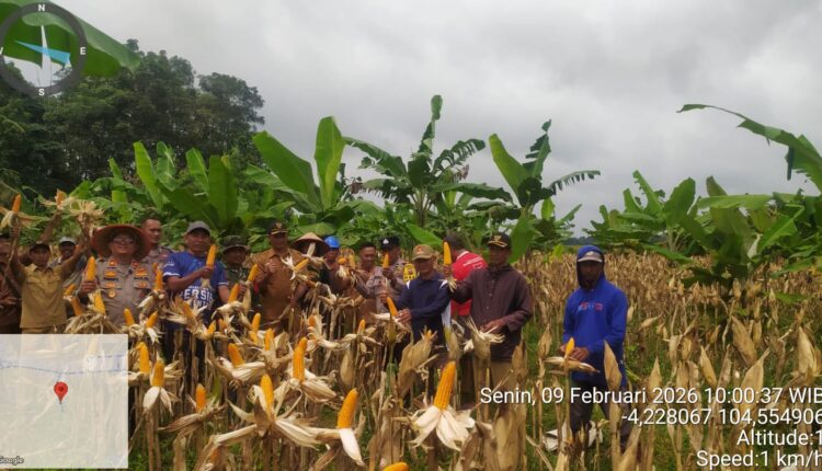 Giat panen jagung Polsek Buat Madang Timur bersama petani binaan di Desa Tanjung Agung.