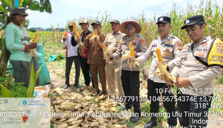 Panen jagung hibrida Polsek Buay Madang Timur dengan petani binaan di Desa Sumber Tani.