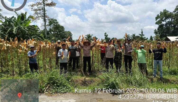 Giat panen jagung Polsek Buay Madang Timur dengan petani binaan.