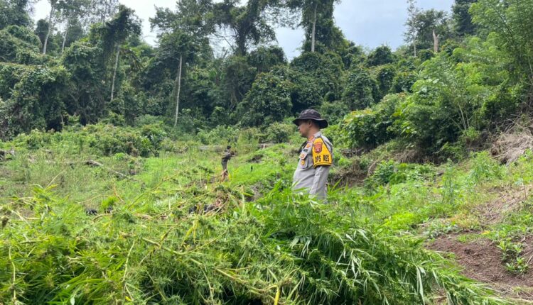 Ladang ganja di wilayah Kabupaten Empat Lawang. (Foto: Dokumen Polisi)