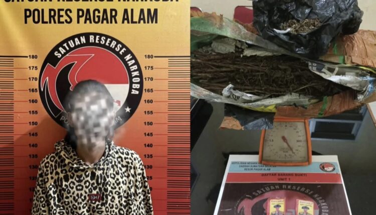Tersangka berikut barang bukti 800 gram ganja. 