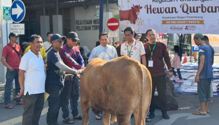 Sejumlah pegawai dan panitia bersiap melakukan prosesi pemotongan hewan kurban pada peringatan Idul Adha 1447 H di halaman kantor Kejaksaan Negeri Palembang, Sumatera Selatan.