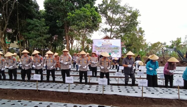 Kapolda Sumatra Selatan Irjen Pol Sandi Nugroho bersama Walikota Pagar Alam dan jajaran kepolisian melakukan penanaman perdana bibit bawang putih di lahan produktif milik Pemkot Pagar Alam.