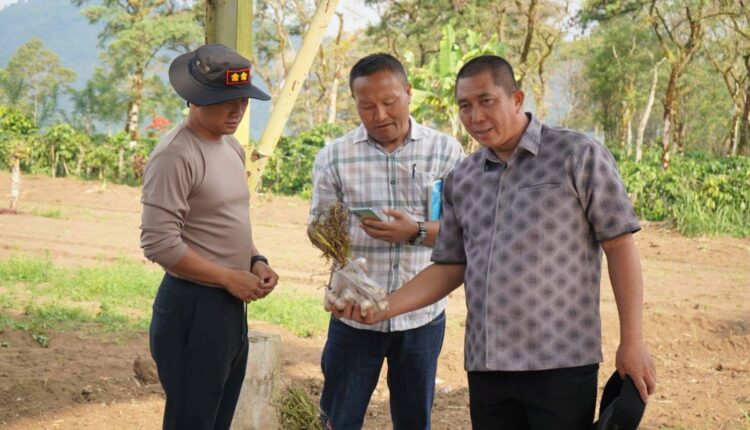 Walikota Pagar Alam Ludi Oliansyah bersama jajaran terkait meninjau kualitas sampel benih bawang putih di kawasan lahan pertanian dataran tinggi Pagar Alam.